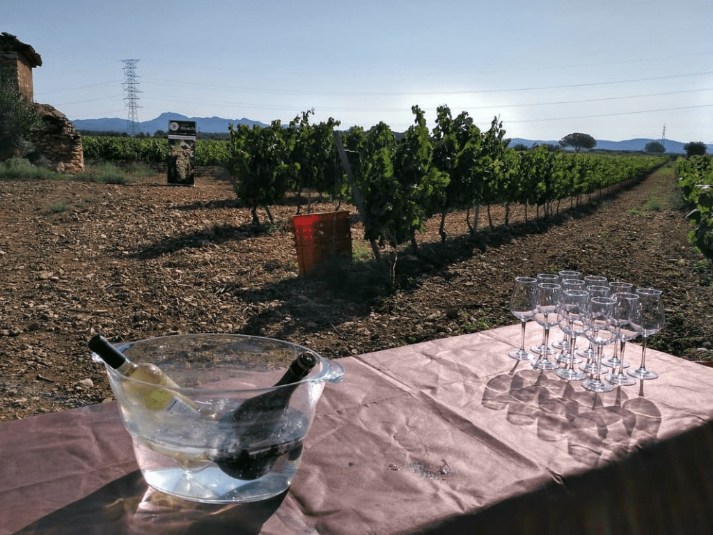 在酒庄展示 Cellers Blanch 产品