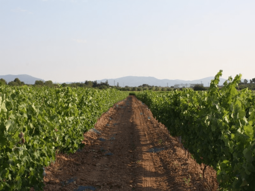 在塔拉戈纳明媚的阳光下,金色的 Cellers Blanch 葡萄园尽收眼底。.