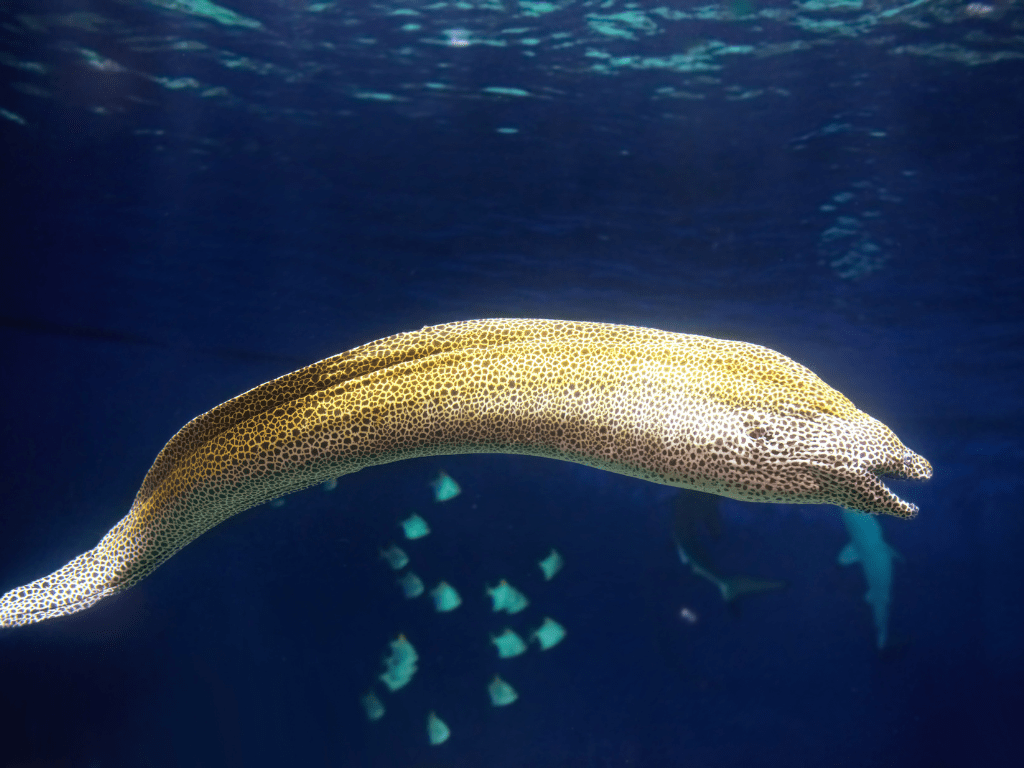 Imagen de Muraena helena, también conocida como morena mediterránea, mostrando sus distintivas marcas y forma serpentiforme