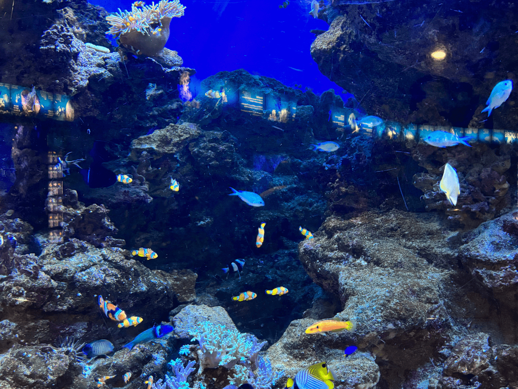 Pez Payaso- Aquarium Barcelona