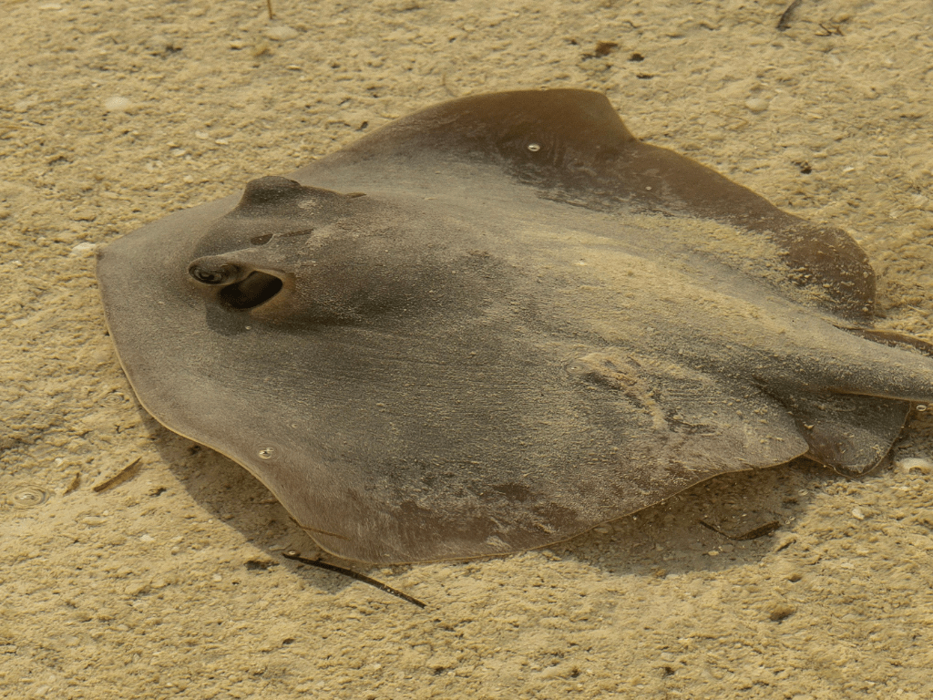 Imagen de Raja asterias, conocida como raya estrellada, en su hábitat natural en el fondo marino, destacando sus característicos patrones de color y forma de cuerpo aplanado.