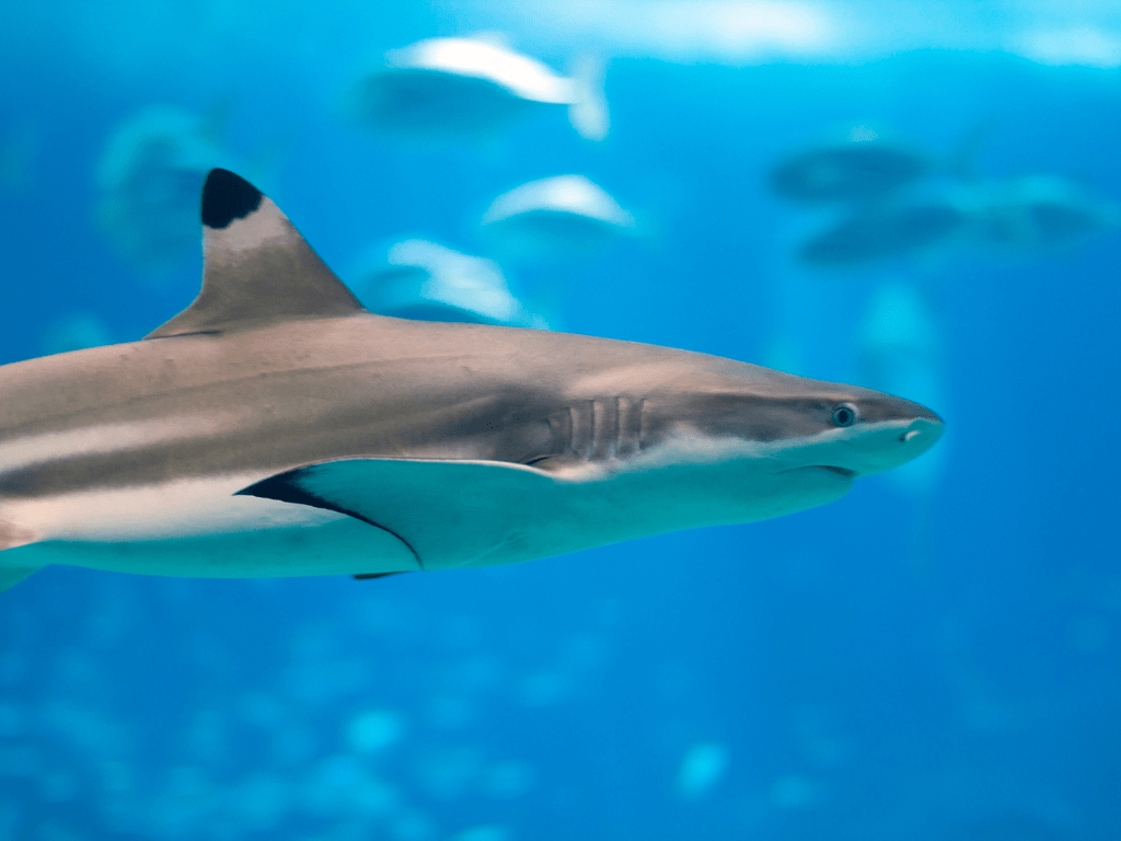 Imagen de un tiburón de puntas negras (Carcharhinus melanopterus) nadando en aguas poco profundas, destacando sus características aletas con puntas negras.