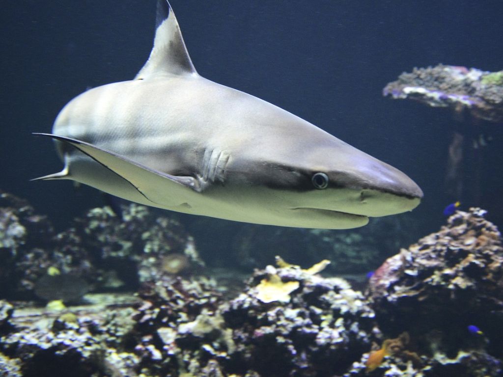 Tiburón de puntas negras- Carcharhinus melanopterus