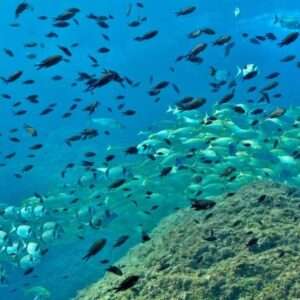 Peces en el mar Mediterráneo cerca de la zona de l'Estartit, donde se encuentran las Islas Medes