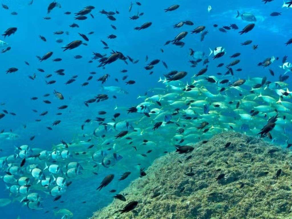 Peces en el mar Mediterráneo cerca de la zona de l'Estartit, donde se encuentran las Islas Medes